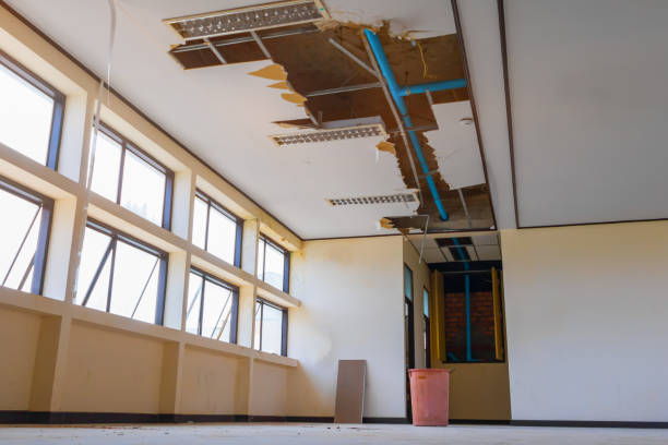 Best Mold removal after water damage  in Dillonvale, OH