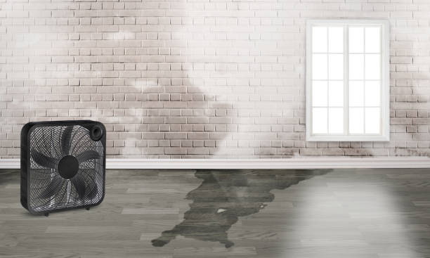 Trusted Dillonvale, OH Water damage restoration Experts